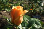 Golden Monica ® rose photo