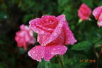 Jacaranda rose photo