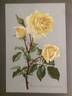 Madame Chédane-Guinoisseau rose photo