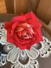 Biola Centennial rose photo