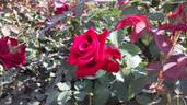 American Pride rose photo