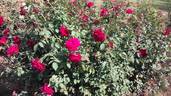 American Pride rose photo