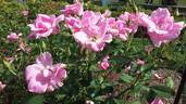 Country Dancer rose photo