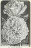 Madame Agathe Nabonnand rose photo