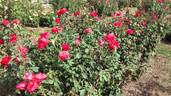 Milestone rose photo