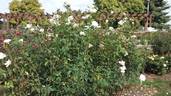 Sheer Bliss rose photo