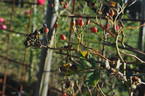 Rankende Miniature rose photo