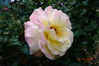 Repubblica di San Marino rose photo