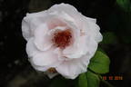 Royal Copenhagen rose photo