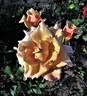 Cafe au Lait rose photo
