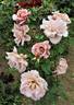 Cafe au Lait rose photo