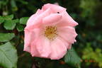 Pink La Sevillana® rose photo