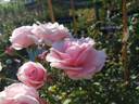 Billet Doux rose photo