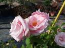 Billet Doux rose photo