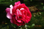Erotika ® rose photo