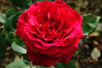 Erotika ® rose photo