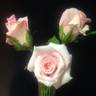 Bride's Dream rose photo