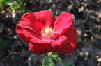 Schwarzer Samt rose photo