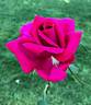 Rose of Freedom rose photo