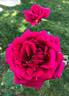 Rose of Freedom rose photo