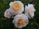 Martin Luther Rose rose photo