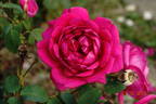 Böhm Senior rose photo