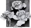 Mrs. Warren G. Harding rose photo