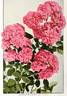 Elizabeth Zeigler rose photo