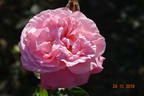 Major Gagarin rose photo