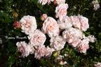 Dronning Margrethe rose photo