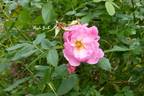 Applejack rose photo