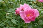 Applejack rose photo