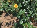 Butter Melon rose photo