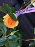 Butter Melon rose photo