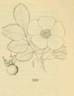 <i>Rosa nutkana</i> C.Presl rose photo