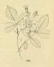 <i>Rosa californica</i> Cham. rose photo