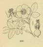 <I>Rosa pisocarpa</i> A.Gray rose photo