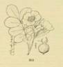 <i>Rosa macounii</i> Greene synonym rose photo