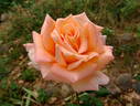 Hollywood Star rose photo