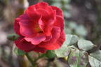Laugaritio rose photo