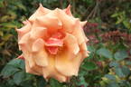 Ann Henderson rose photo