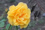 Stuttgardia rose photo