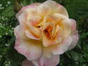 Champagne Cocktail rose photo