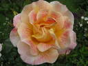 Champagne Cocktail rose photo