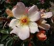 Keith Maughan rose photo