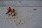 Aurelia Liffa rose photo