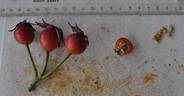 Amaretto ® rose photo