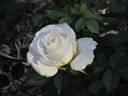 Yantai rose photo