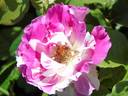 La Fillette rose photo