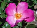 Watercolors ™ rose photo